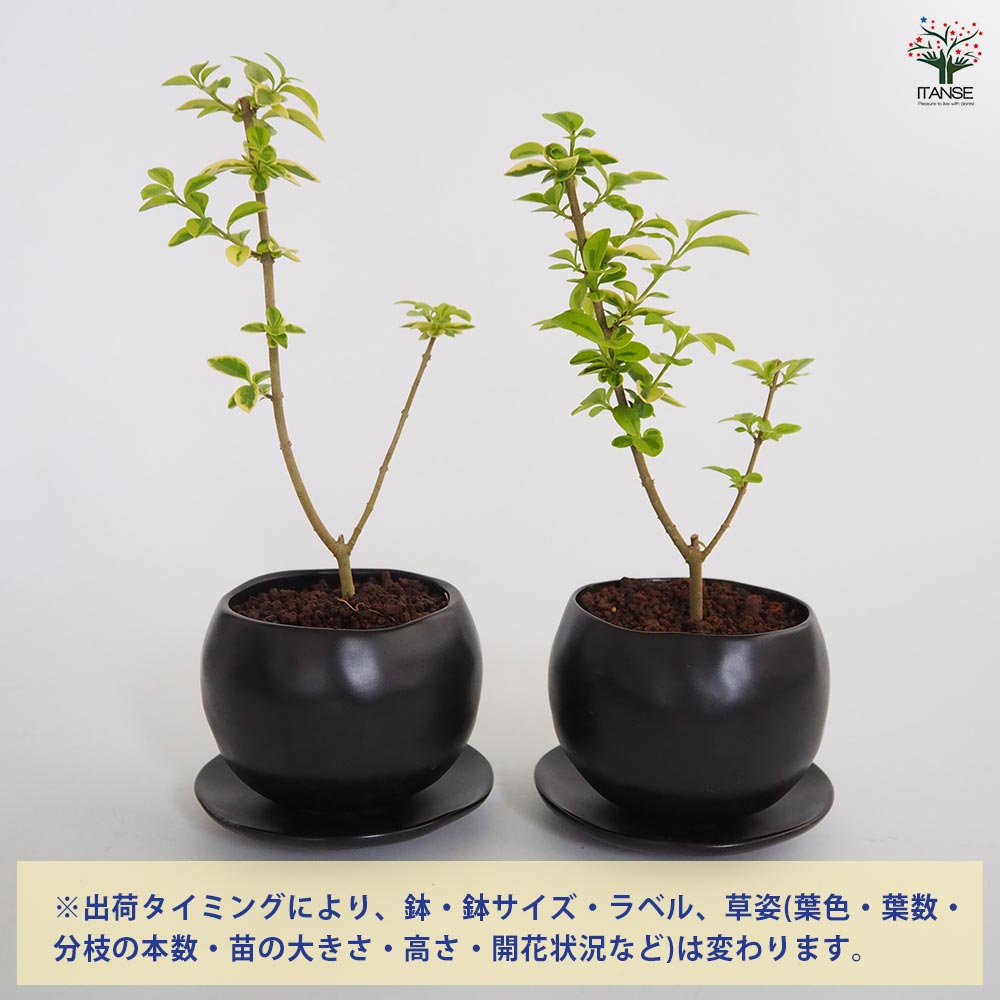 斑入イボタ 球体鉢(受皿付) 【盆栽 3.5号／1個売り】｜ 【植物の