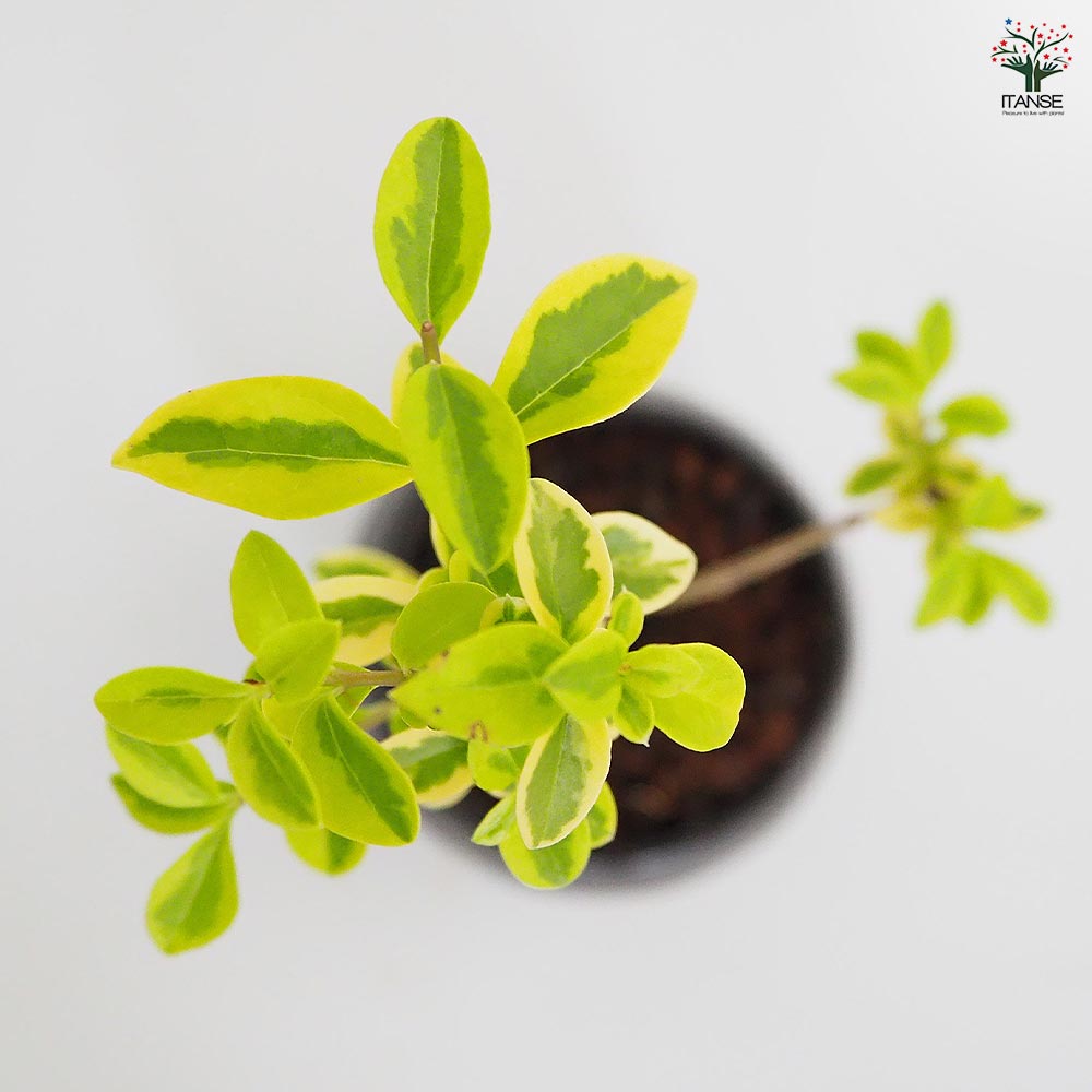 斑入イボタ 球体鉢(受皿付) 【盆栽 3.5号／1個売り】｜ 【植物の