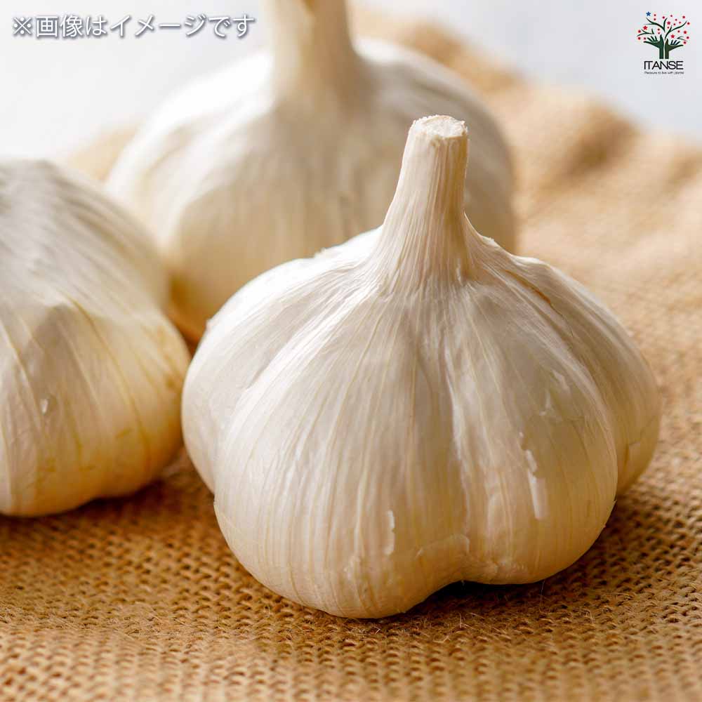 青森産にんにく ホワイト六片 【野菜球根 3球/1個売り】