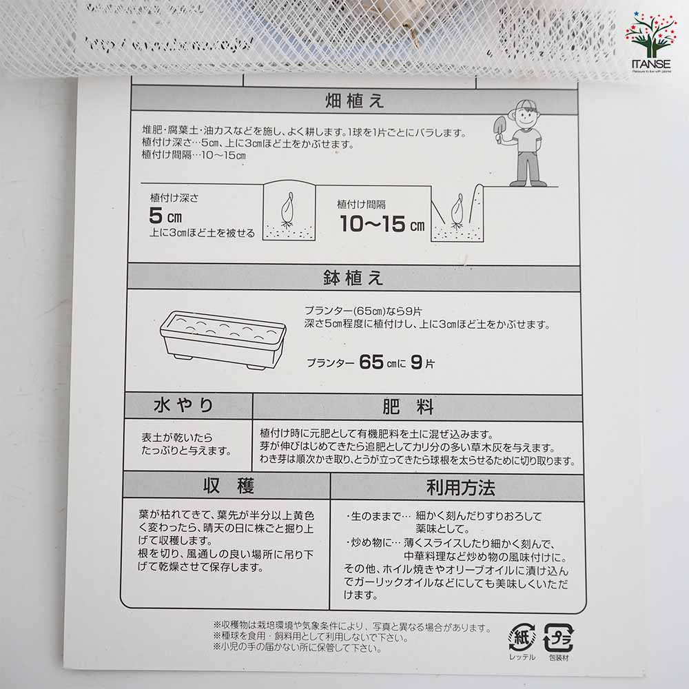 青森産にんにく ホワイト六片 【野菜球根 3球/1個売り】