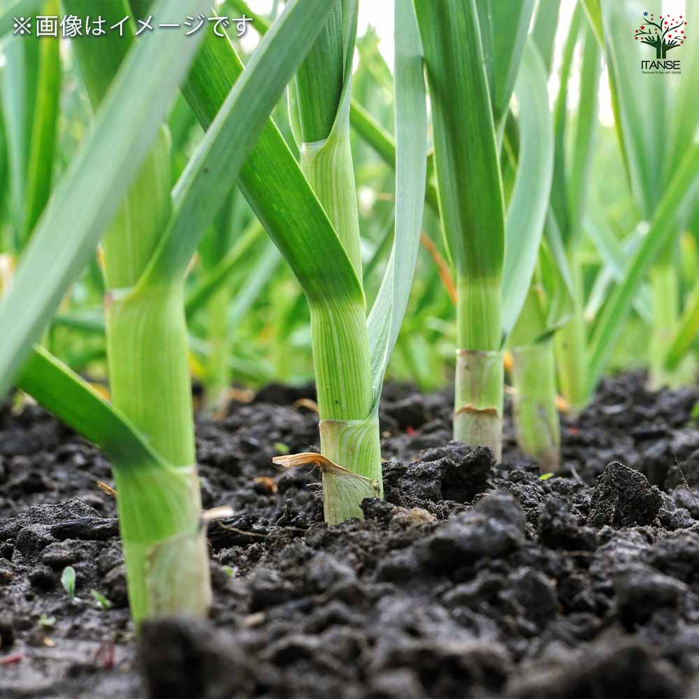 青森産にんにく ホワイト六片 【野菜球根 3球/1個売り】