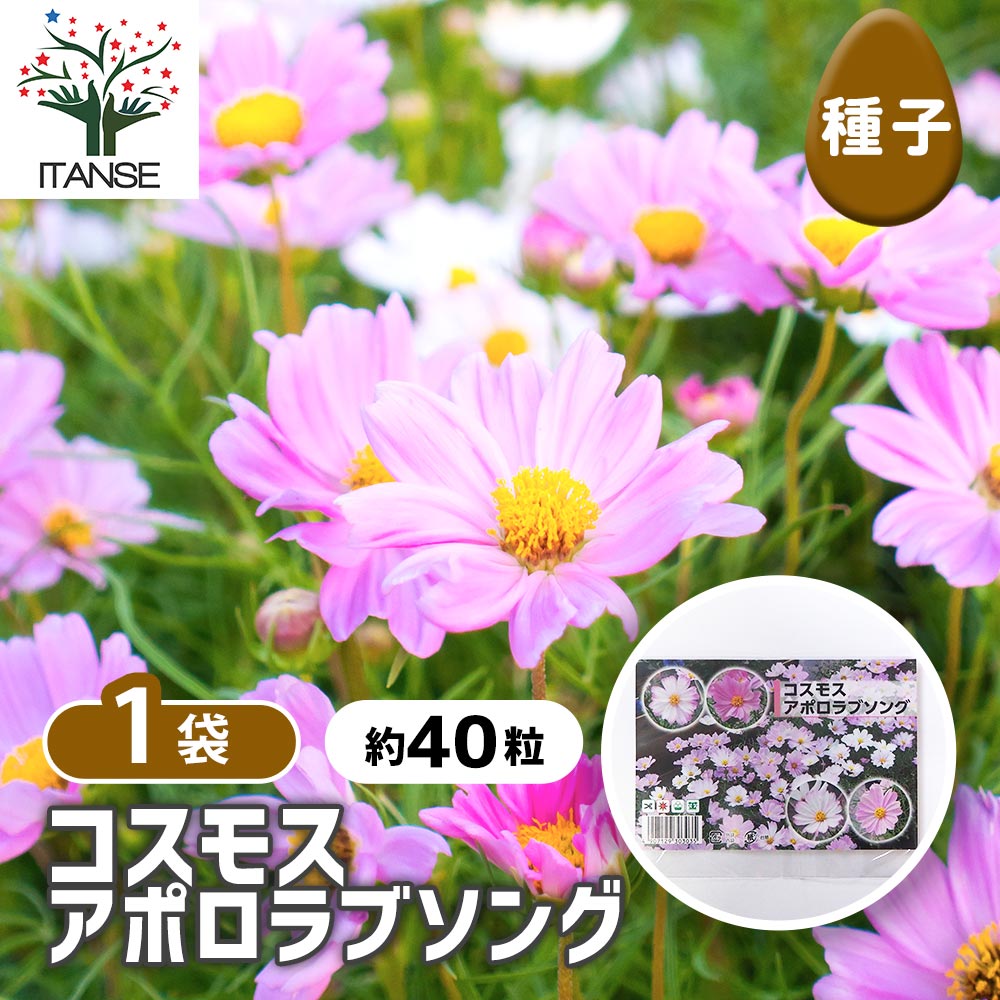 種子 コスモス アポロラブソング 【 約40粒／1袋売り】｜ 【植物の