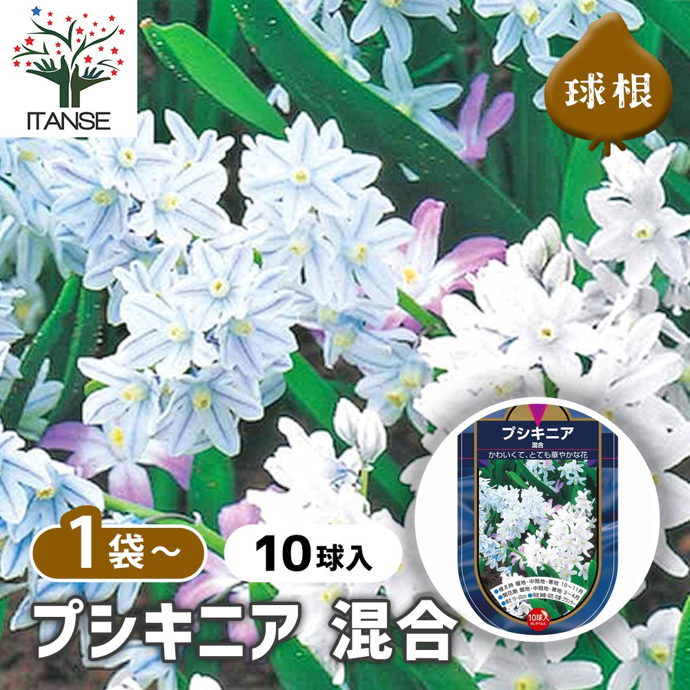 球根 プスキニア プシキニア 混合 【花球根 10球】｜ 【植物の