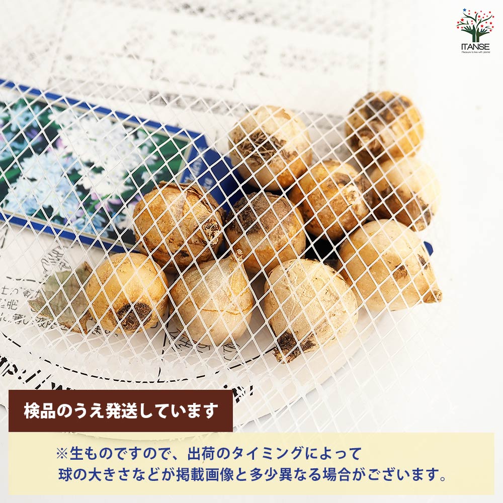 球根 プスキニア プシキニア 混合 【花球根 10球】｜ 【植物の