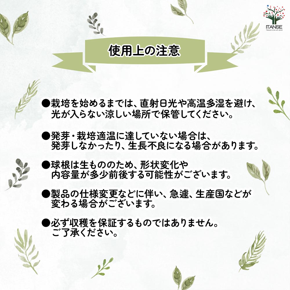 球根 プスキニア プシキニア 混合 【花球根 10球】｜ 【植物の