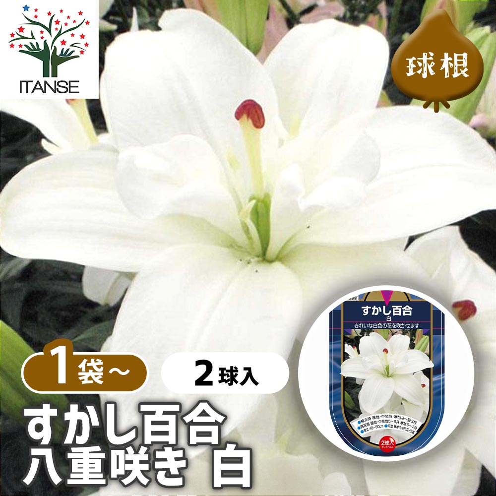 すかし百合 八重咲き 白