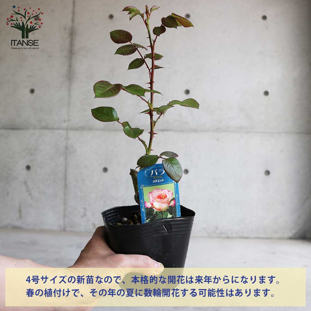 薔薇の苗 ピンク シフォン (四季咲きフロリバンダローズ)【花苗新苗4号
