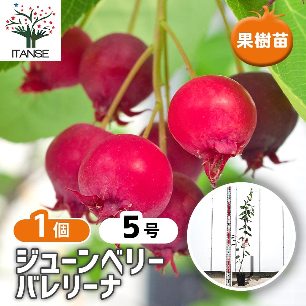 ジューンベリーの苗木 バレリーナ 【果樹の苗木 5号／1個売り