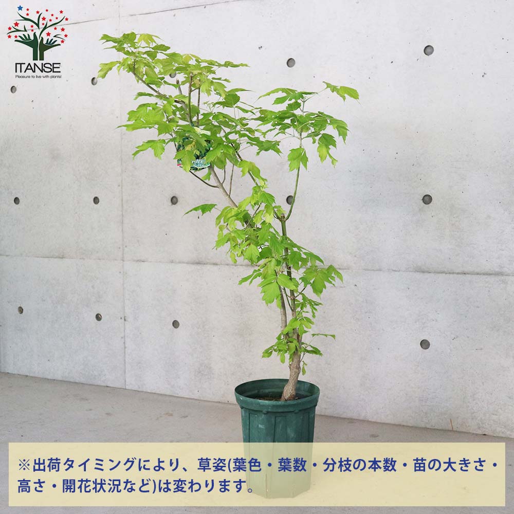 西洋カエデの苗木 ネグンドカエデ ケリーズゴールド【庭木 7号鉢 庭園
