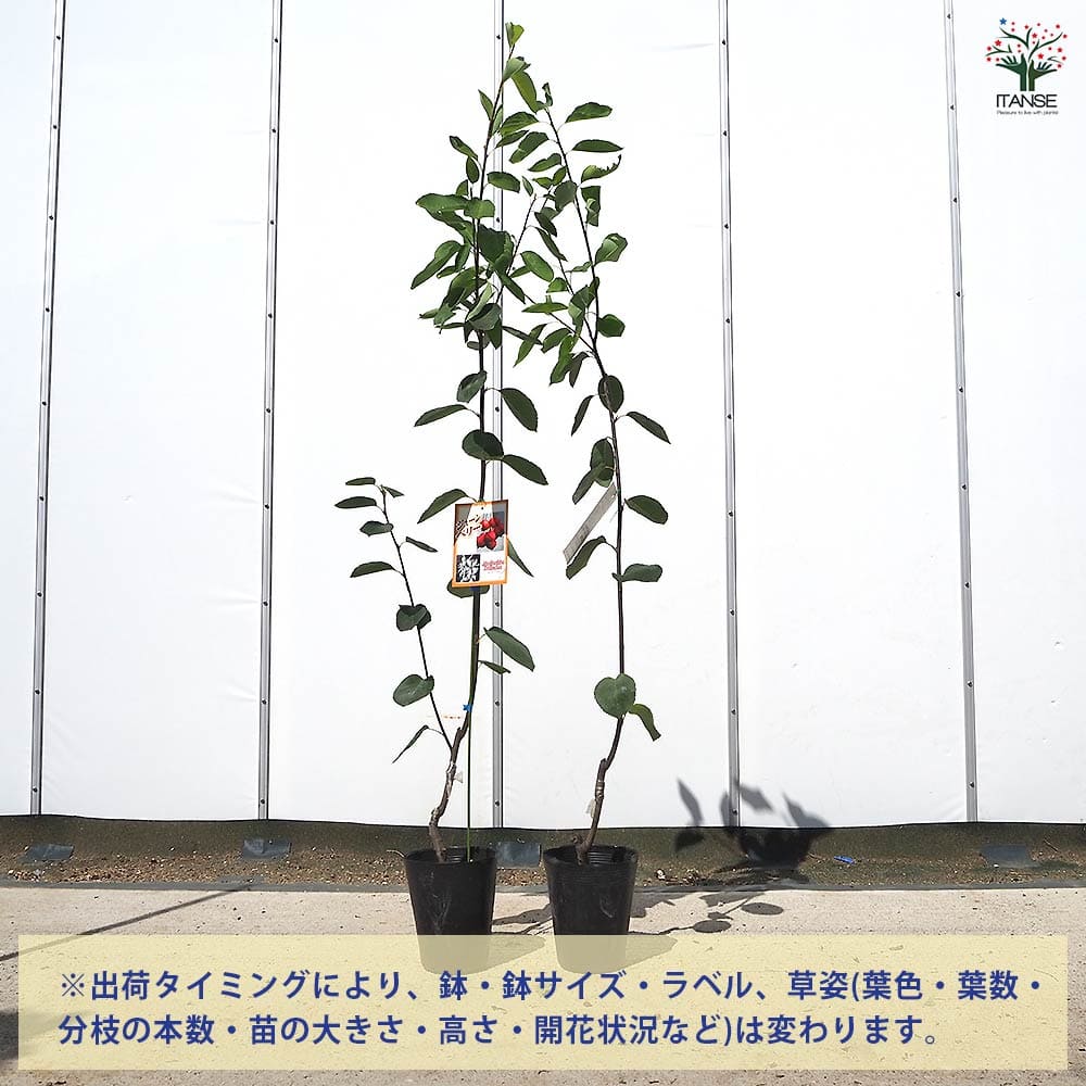 ジューンベリーの苗木 バレリーナ 【果樹の苗木 5号／1個売り