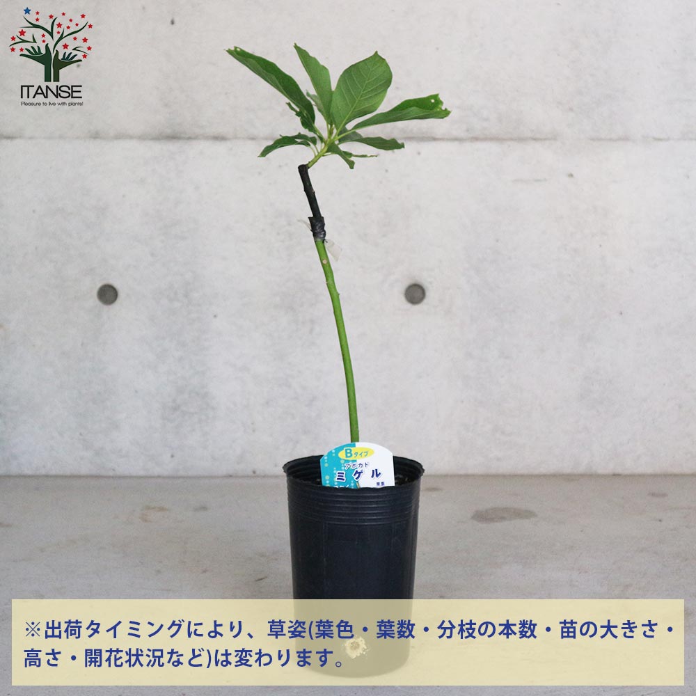 アボカドの苗木 品種：カハルー(Bタイプ)【果樹の苗木 13.5cm