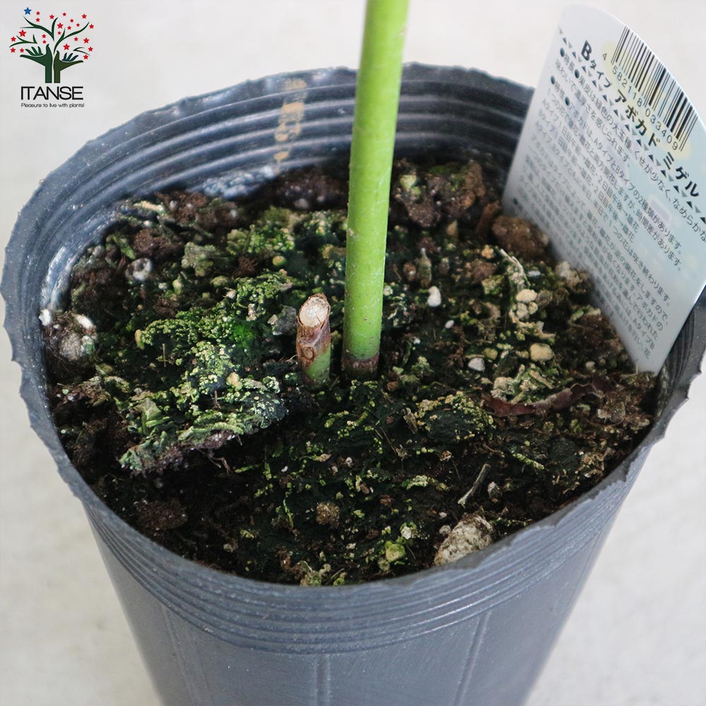 アボカドの苗木 品種：ミゲル(Bタイプ)【果樹の苗木 13.5cmポット 接木