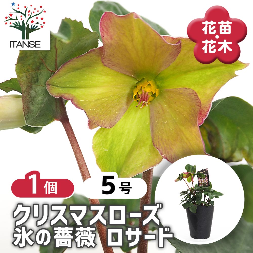 クリスマスローズ 氷の薔薇ロサード 【花苗 5号／1個売り】｜ 【植物の