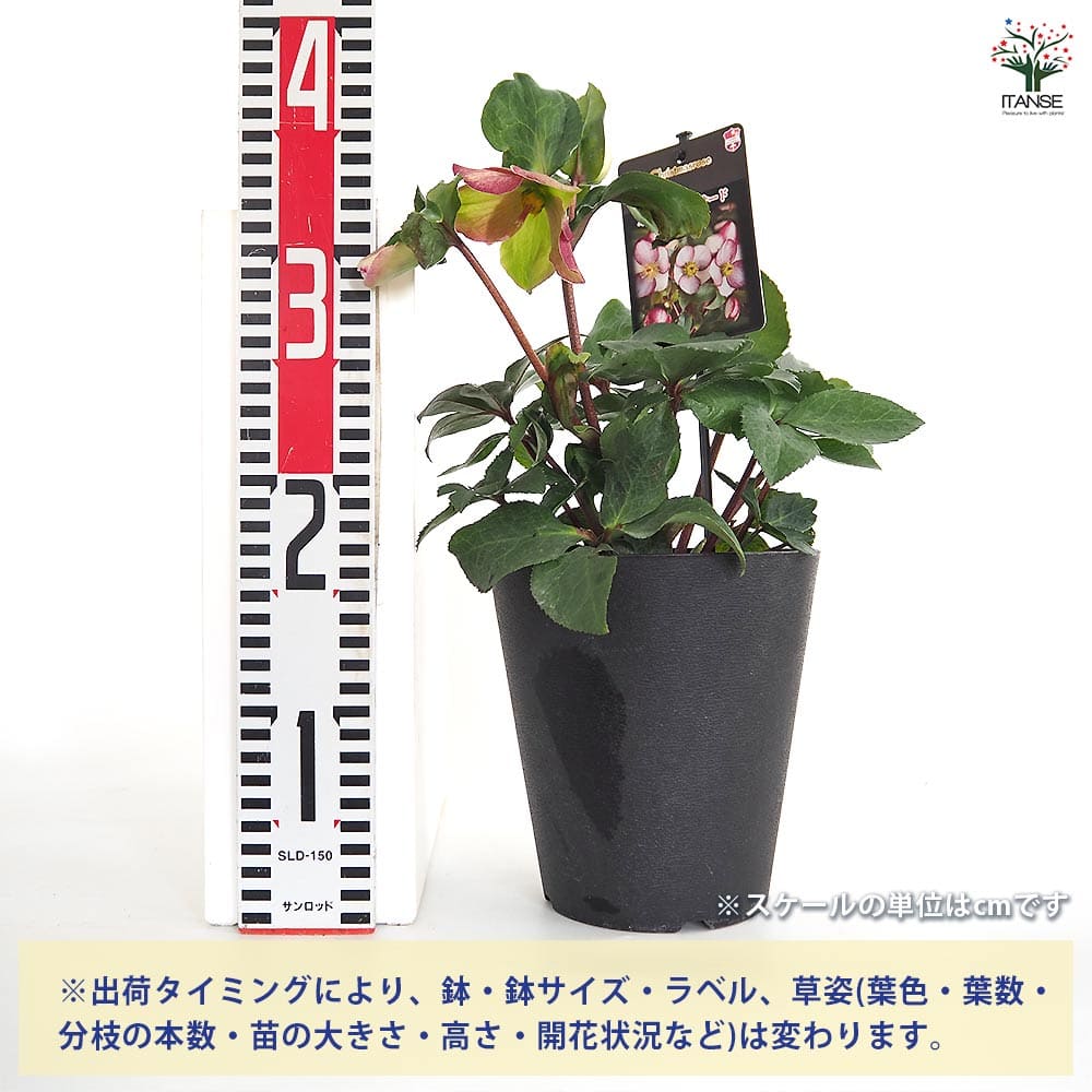 クリスマスローズ 氷の薔薇ロサード 【花苗 5号／1個売り】｜ 【植物の