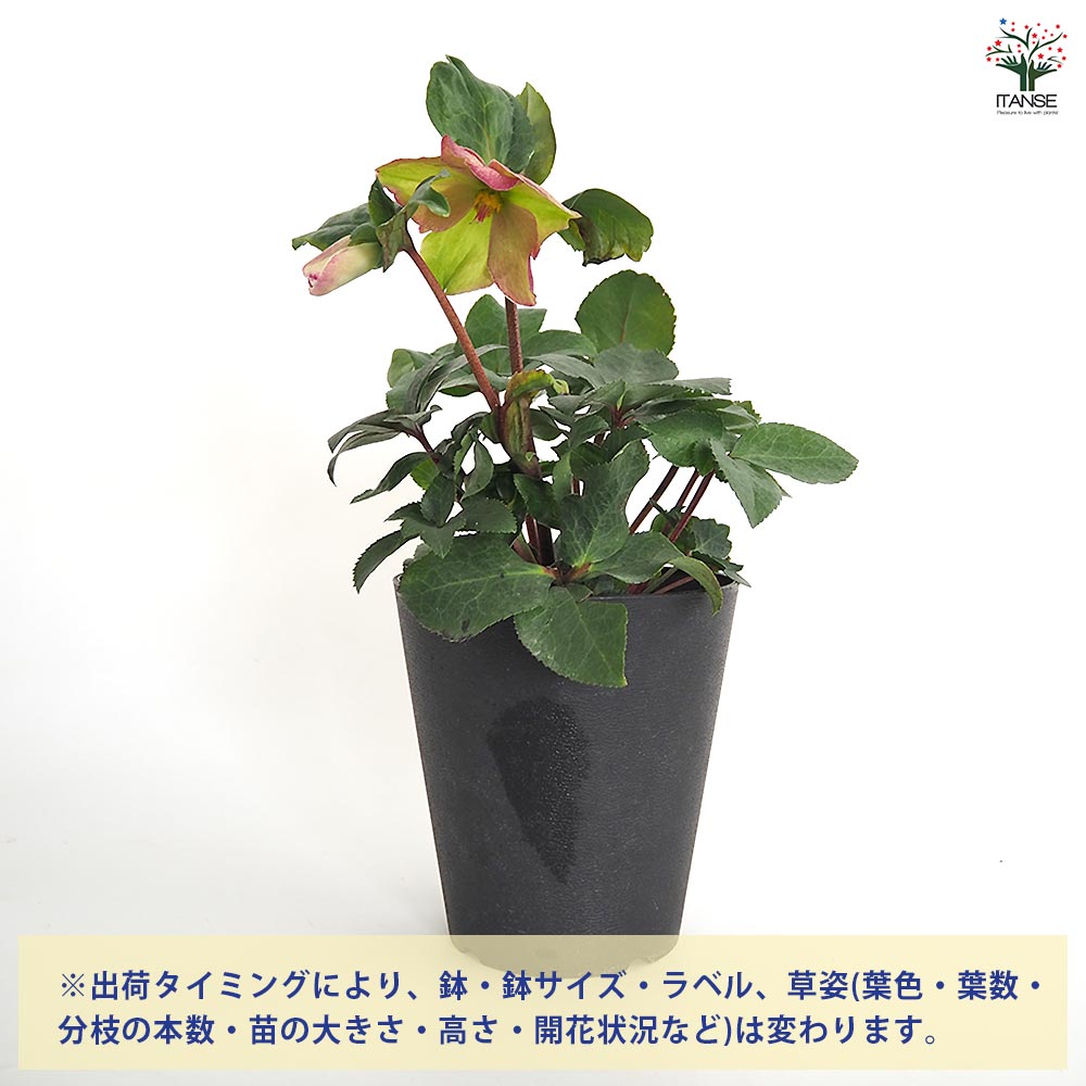 クリスマスローズ 氷の薔薇ロサード 【花苗 5号／1個売り】｜ 【植物の