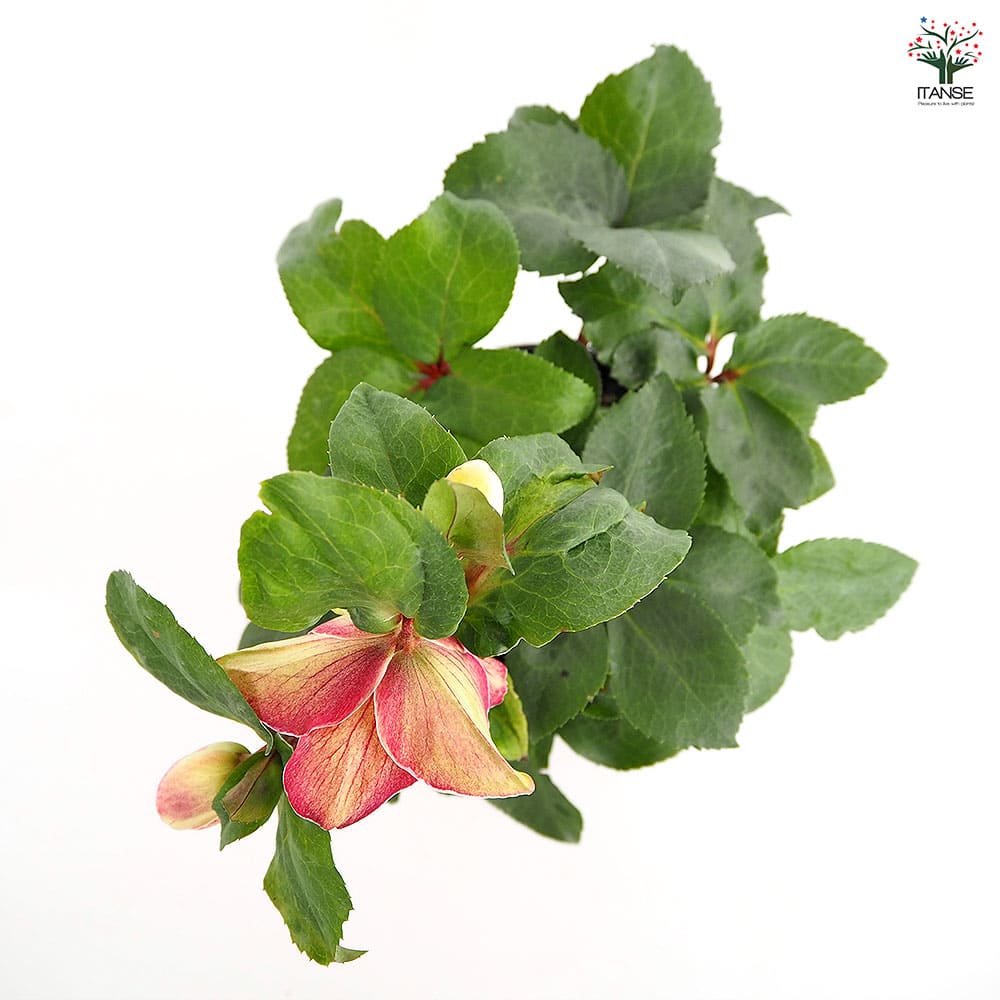 クリスマスローズ 氷の薔薇ロサード 【花苗 5号／1個売り】｜ 【植物の