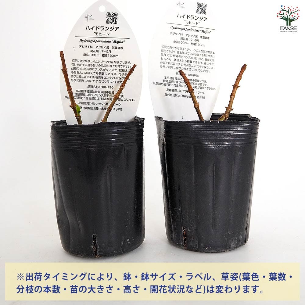 ハイドランジア モヒート 【花木苗 3号】｜ 【植物のITANSE