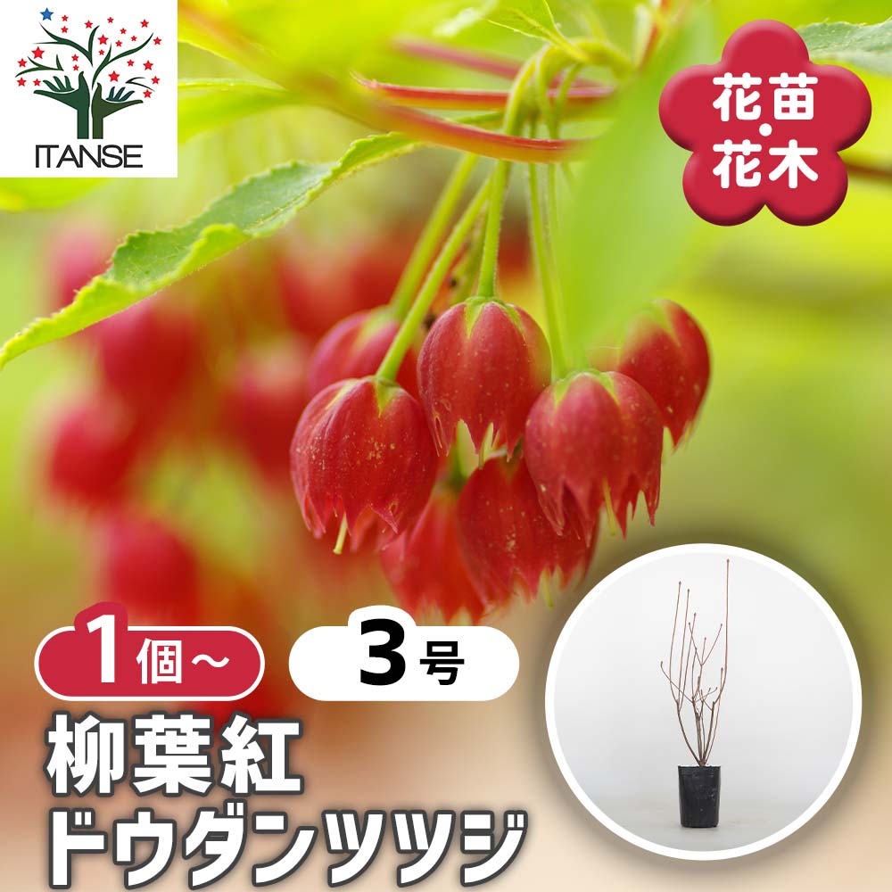 柳葉ドウダンツツジ　鉢植え　 hanahirobaonline_niwaki-doudan
