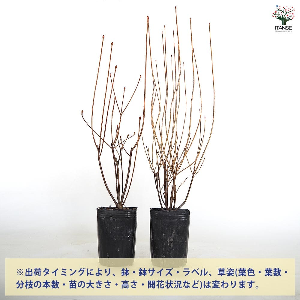 ドウダンツツジ 柳葉紅 【花木苗 3号】｜ 【植物のITANSE】全品