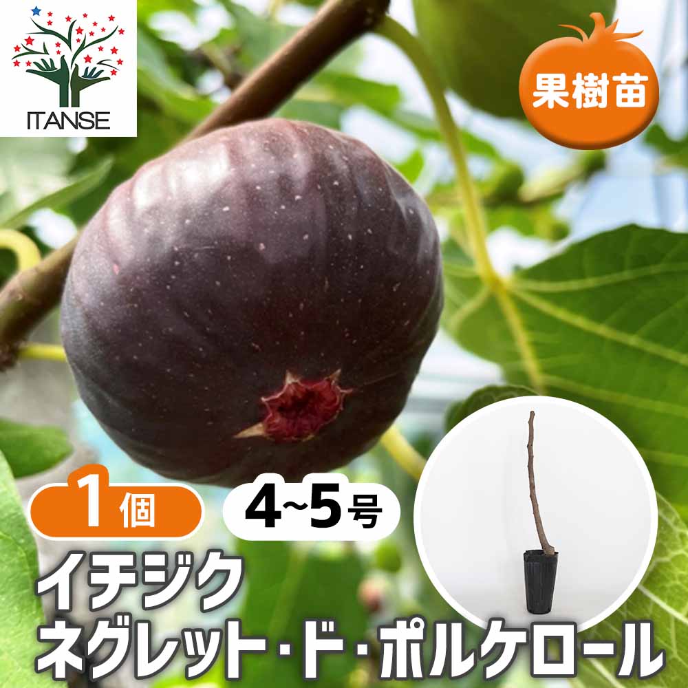 イチジク ネグレットム ド ポルケロール 【果樹の苗木 4号／1個売り】