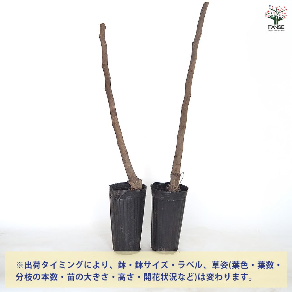 イチジク ネグレットム ド ポルケロール 【果樹の苗木 4号／1個売り】