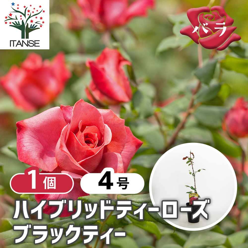 薔薇 ブラックティー ハイブリッドティーローズ 【花木苗 4号／1個売り