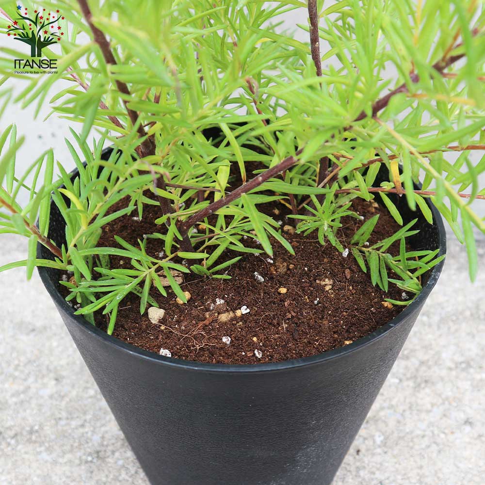 グレビレア・イエロードロップ 花木苗【庭木 5号ポット苗／1個売り