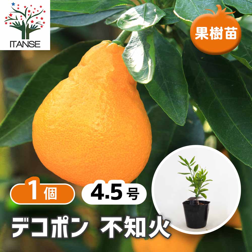 みかんの苗木 ぽんかん 不知火 小苗 【果樹の苗 4.5号／1個売り