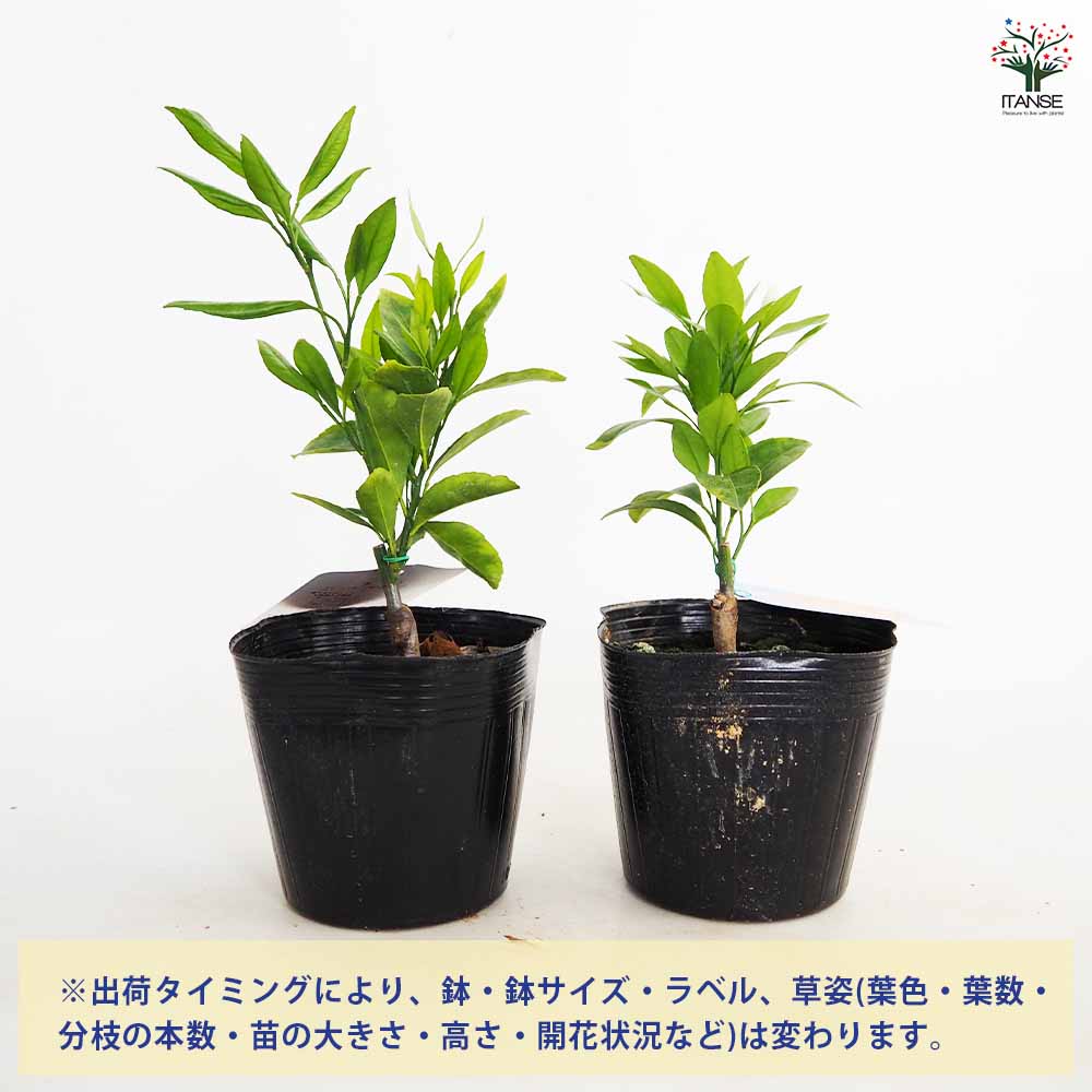 みかんの苗木 ぽんかん 不知火 小苗 【果樹の苗 4.5号／1個売り