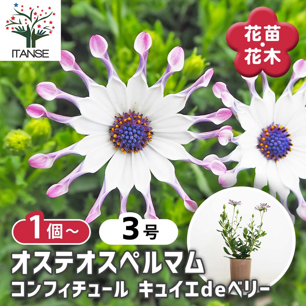 オステオスペルマム コンフィチュール キュイエdeベリー 【花苗 3号
