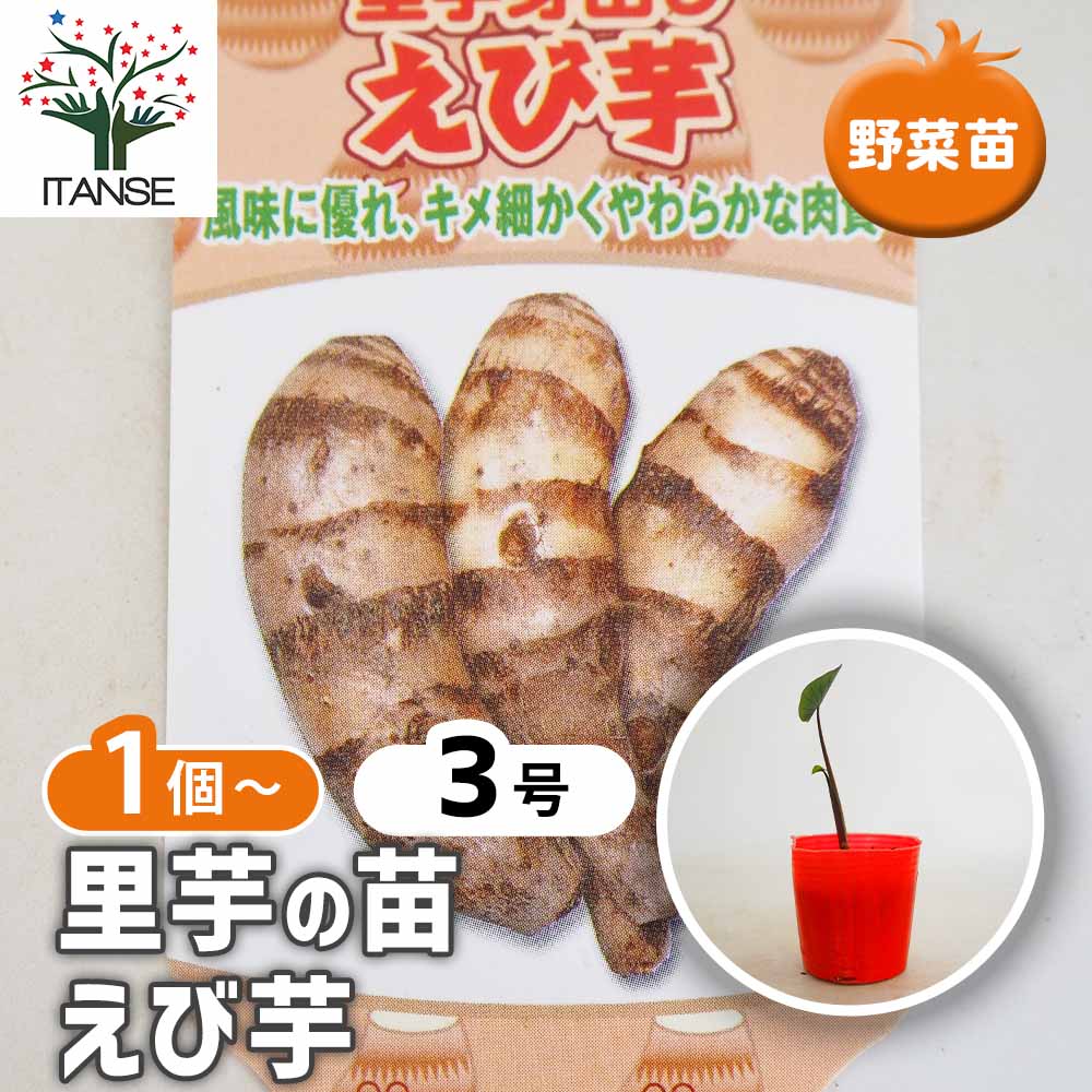 里芋の苗 えび芋2個～ 【野菜の苗 3号】｜ 【植物のITANSE】全品