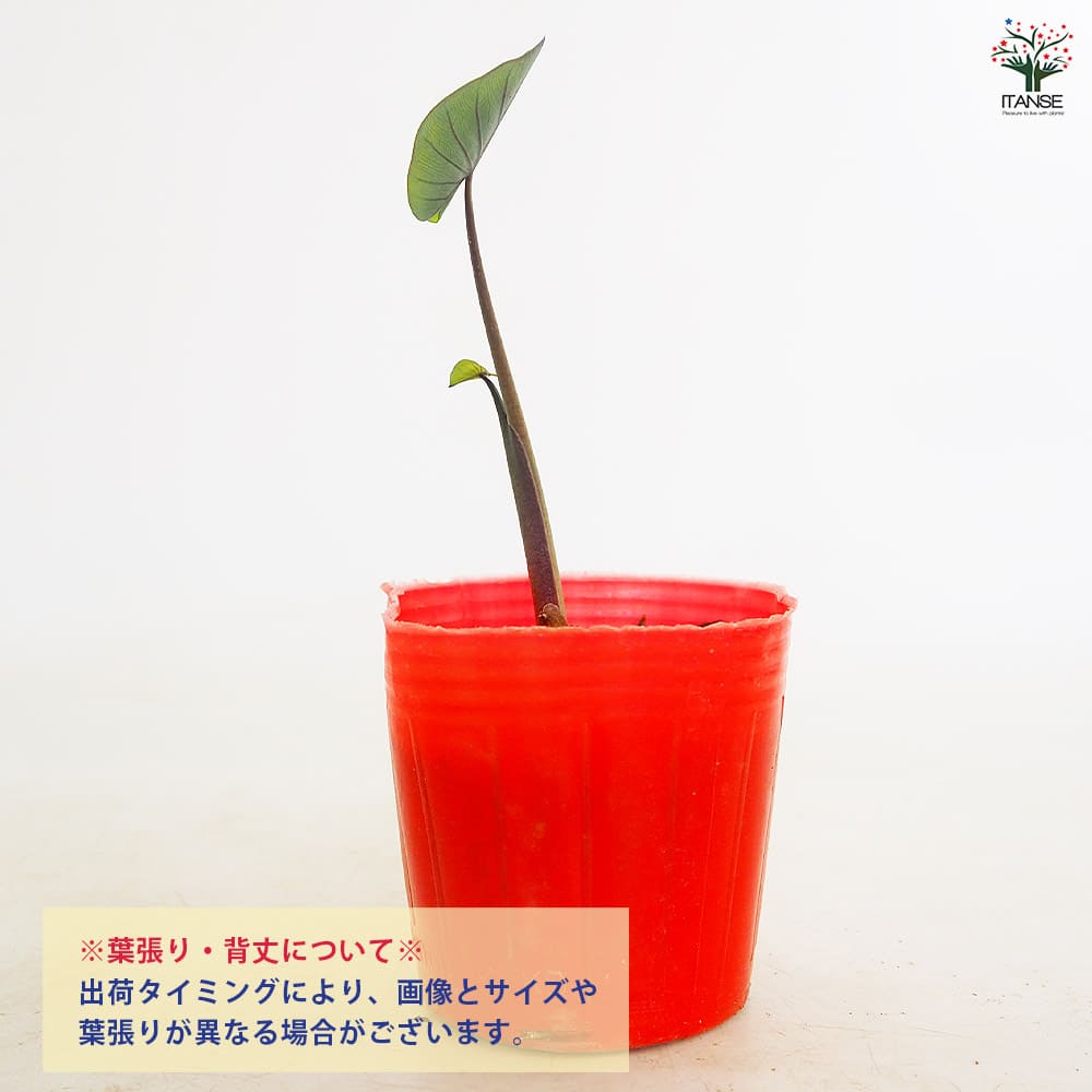 里芋の苗 えび芋2個～ 【野菜の苗 3号】｜ 【植物のITANSE】全品