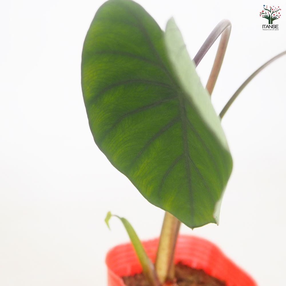 里芋の苗 えび芋2個～ 【野菜の苗 3号】｜ 【植物のITANSE】全品