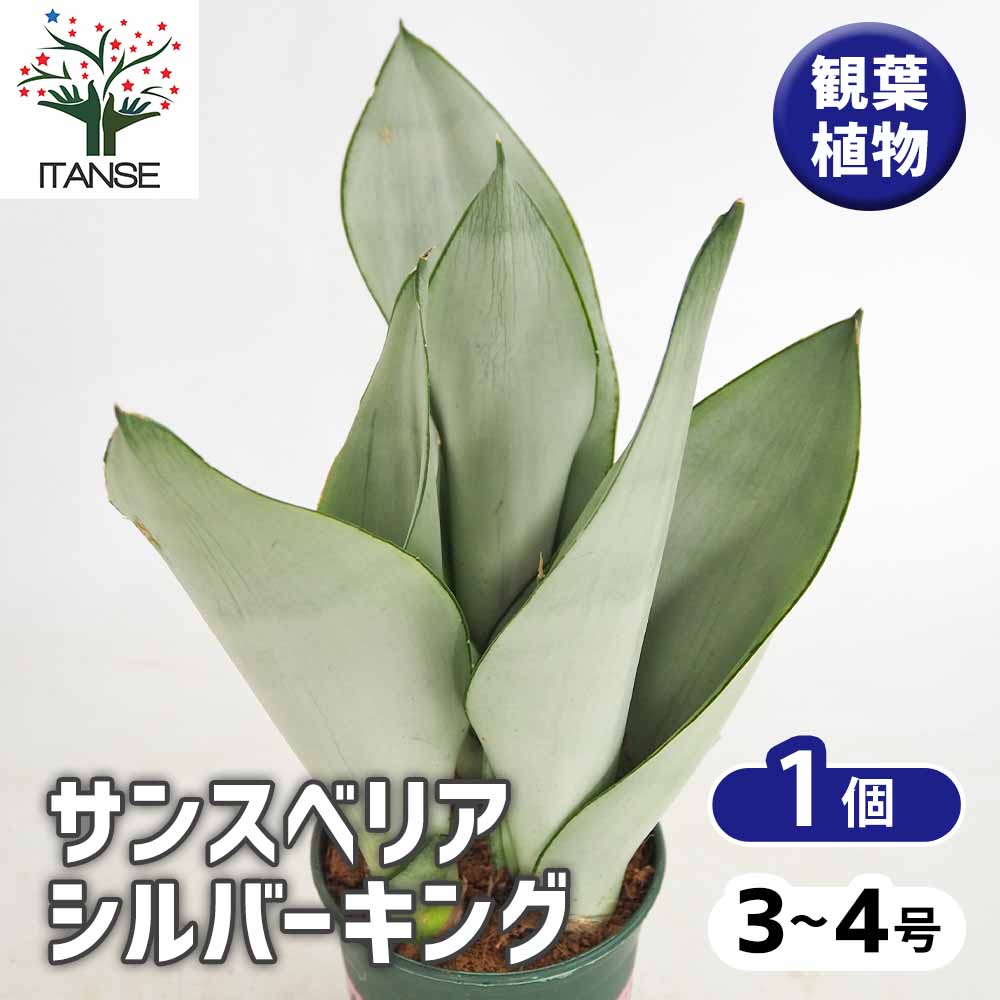 サンスベリア シルバーキング❣️ お買い得な⑩株SET❣️ サンスベリア シルバーキング 【観葉植物 3号／1個売り】｜ 【植物の