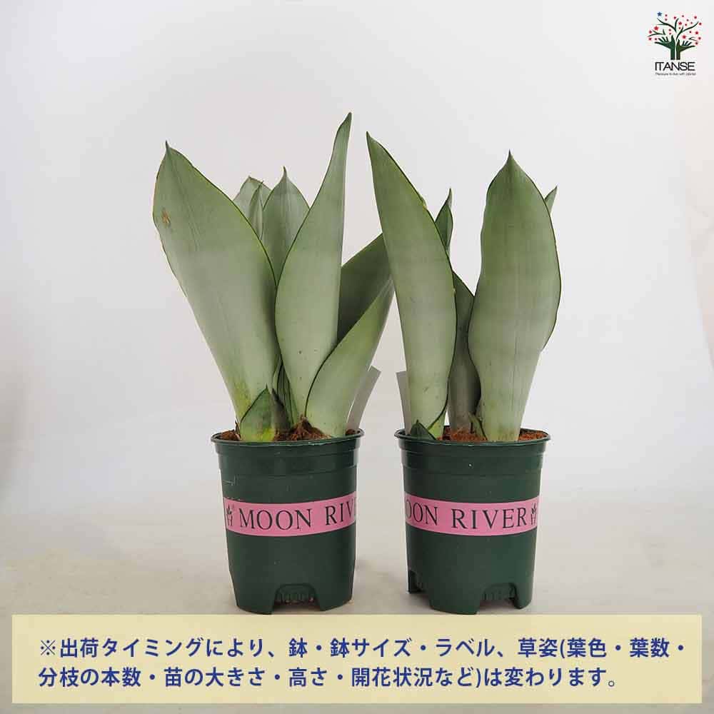 サンスベリア シルバーキング 【観葉植物 3号／1個売り】｜ 【植物の