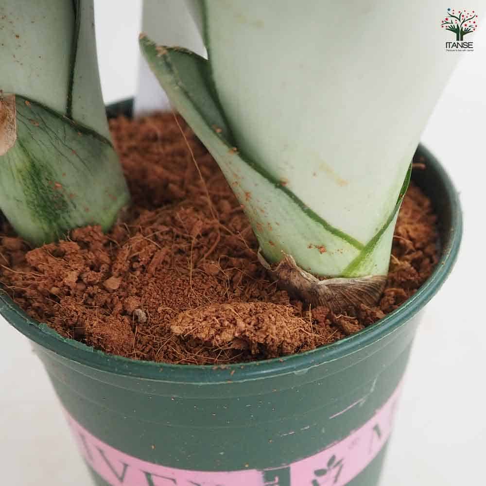 サンスベリア シルバーキング 【観葉植物 3号／1個売り】｜ 【植物の