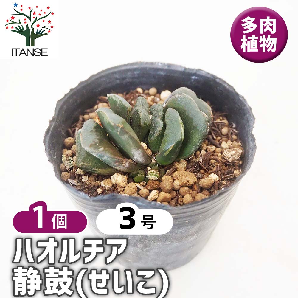 ハオルチア 静鼓(せいこ) 【多肉植物 3号／1個売り】｜ 【植物の