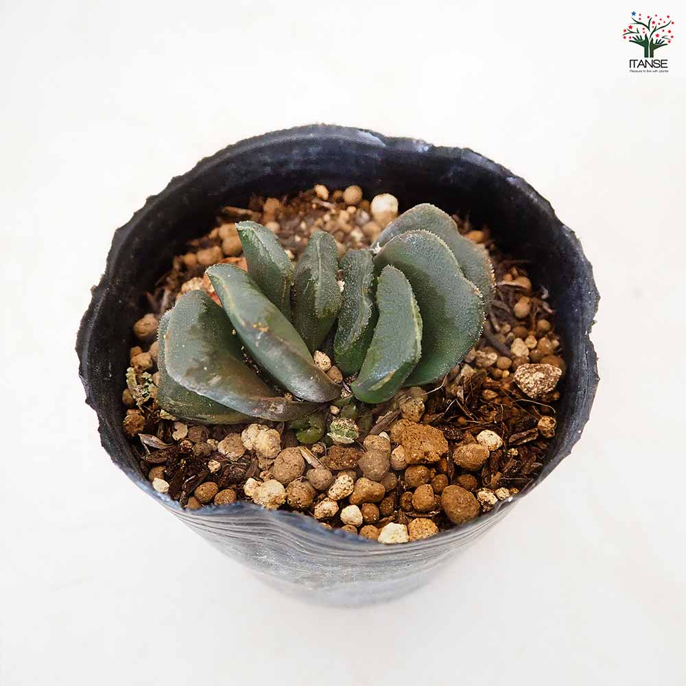 ハオルチア 静鼓(せいこ) 【多肉植物 3号／1個売り】｜ 【植物の
