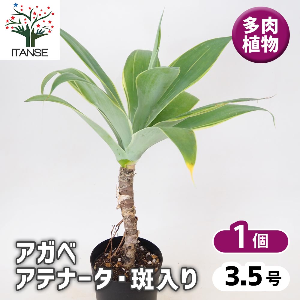 アガベ アテナータ・斑入り 【 多肉植物 3.5号 ／1個売り 】｜ 【植物
