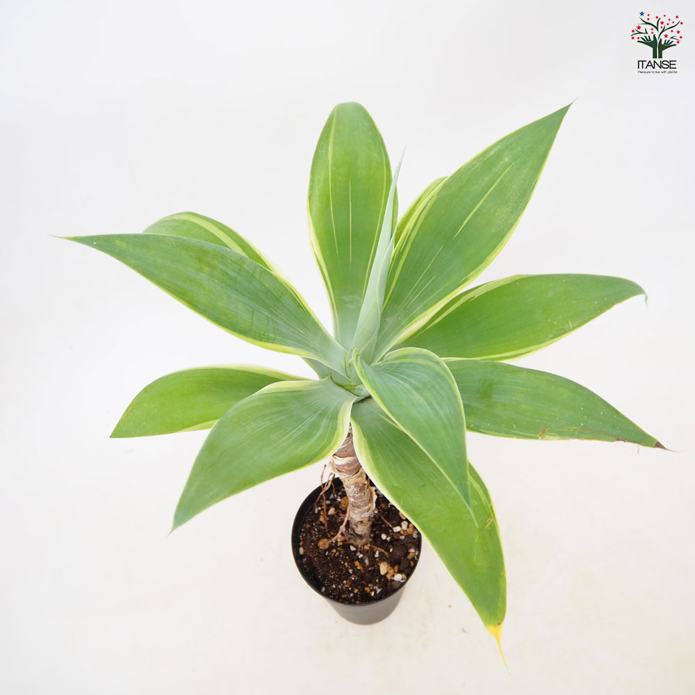 アガベ アテナータ・斑入り 【 多肉植物 3.5号 ／1個売り 】｜ 【植物