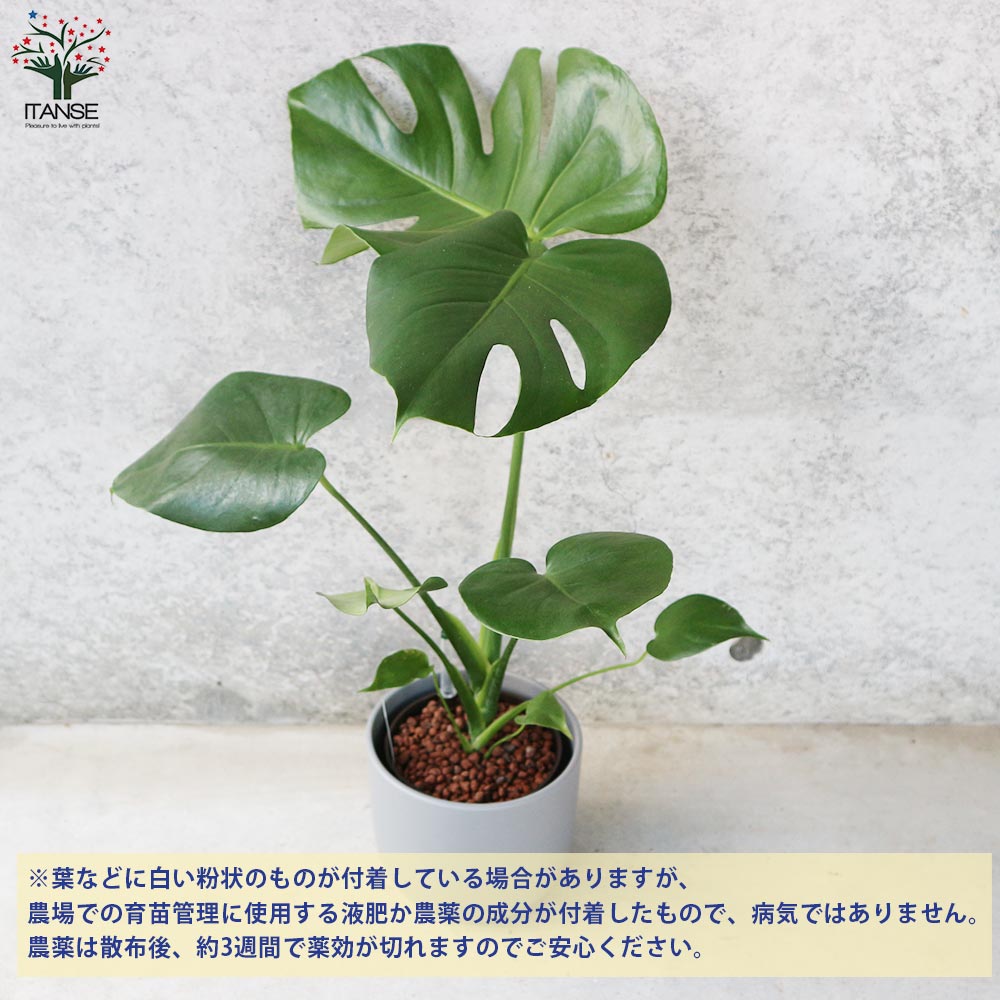 モンステラ 大葉 水栽培中 株分けと挿し木から始める モンステラの水栽培のすすめ！ | 農家web