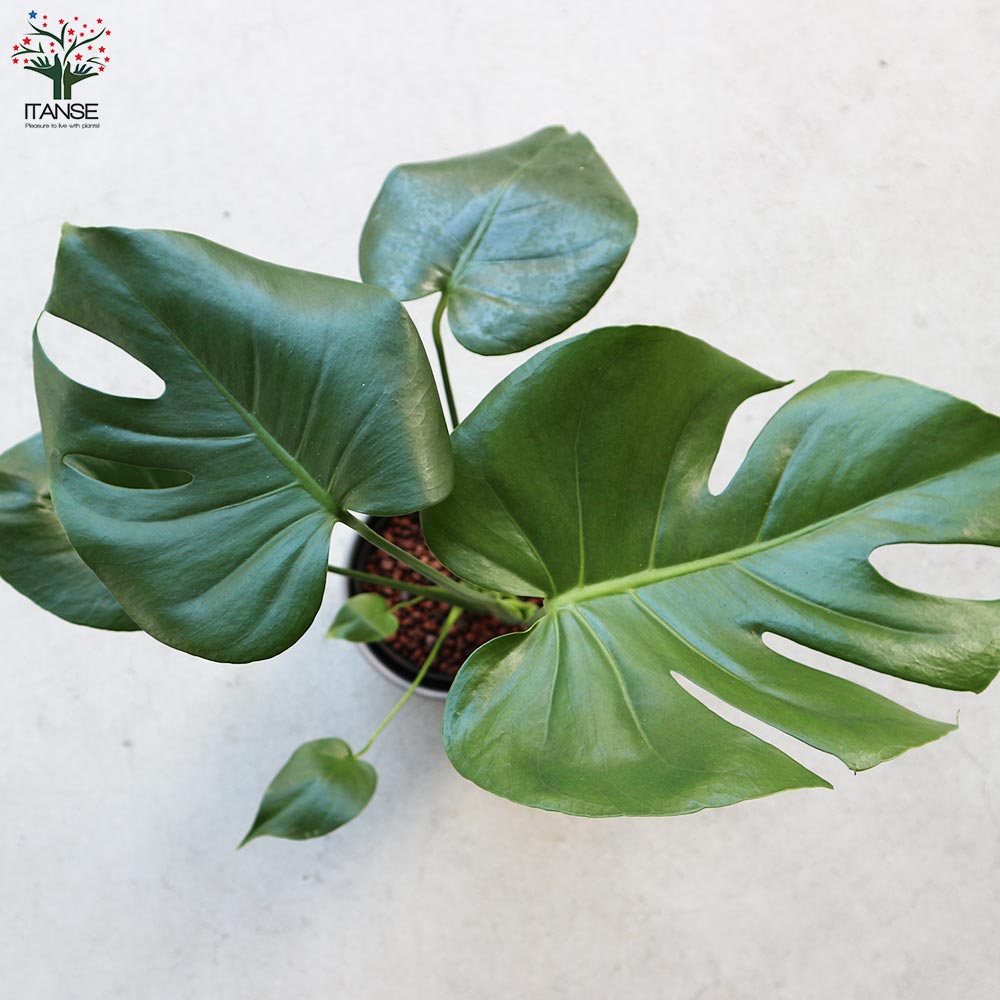 【観葉植物】モンステラ2根 モンステラ 水位計付 水耕栽培二重鉢仕様【観葉植物 5号鉢／1個売り