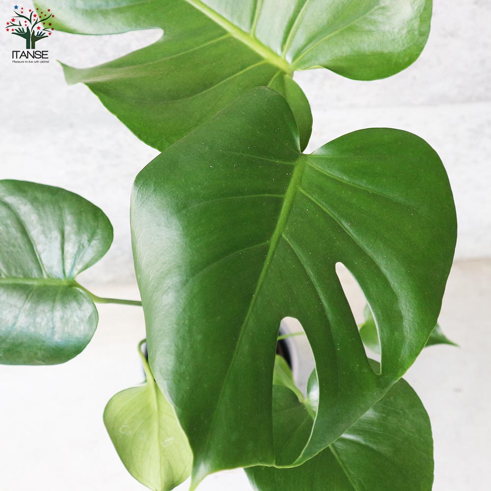 モンステラ 水位計付 水耕栽培二重鉢仕様【観葉植物 5号鉢／1個売り