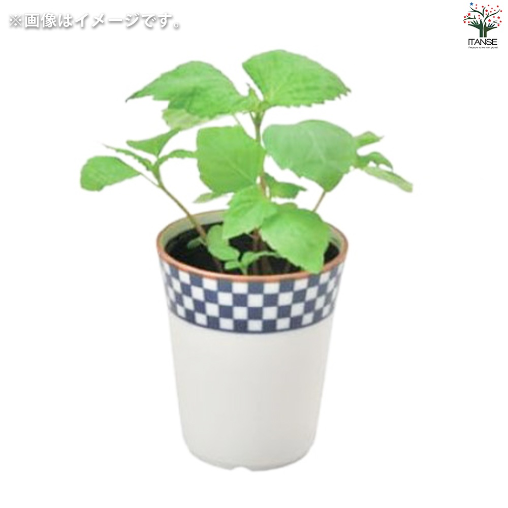 ☘️グロッソ・白色＆青色（市販苗）２苗セット☘️AG20260415 栽培セット 青じそ 染付小紋 薬味小鉢【野菜の苗／1個売り】｜ 【植物