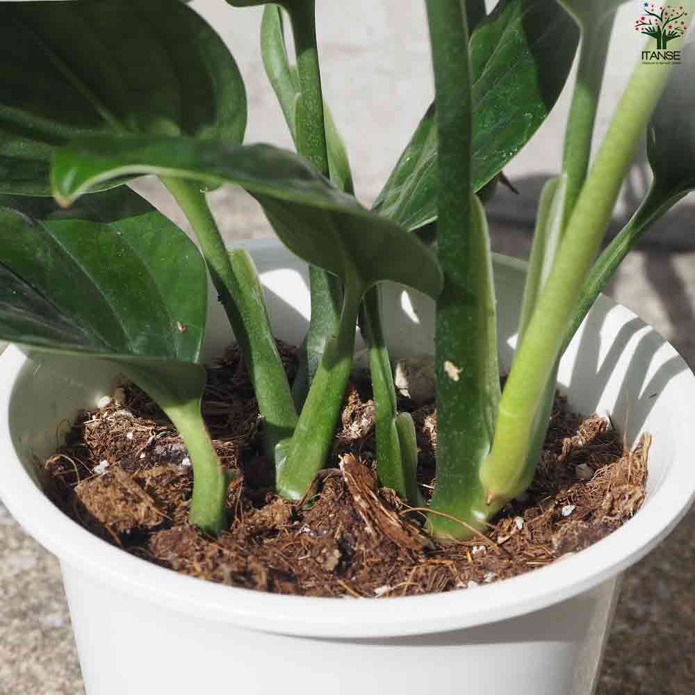 モンステラ　ジェイドウィング モンステラ ジェイドウイング 【観葉植物 4号ポット】｜ 【植物