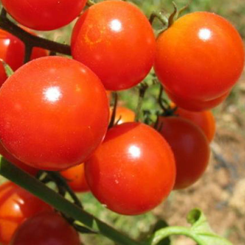 フルティカ・フルーツトマト 接ぎ木苗(中玉トマト)2個～【野菜 接木苗9cmポット】