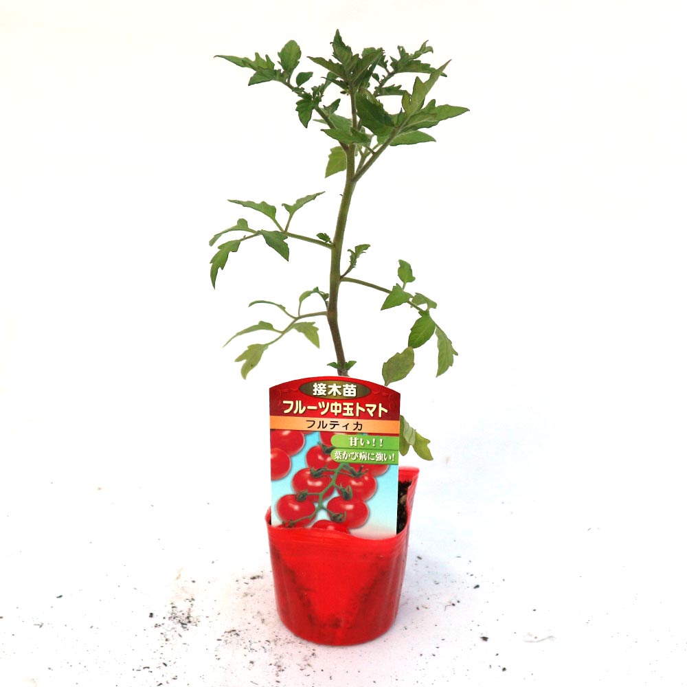 フルティカ・フルーツトマト 接ぎ木苗(中玉トマト)2個～【野菜 接木苗9cmポット】