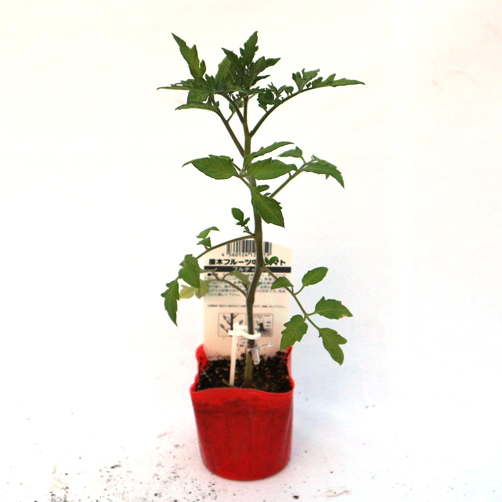 フルティカ・フルーツトマト 接ぎ木苗(中玉トマト)2個～【野菜 接木苗9cmポット】