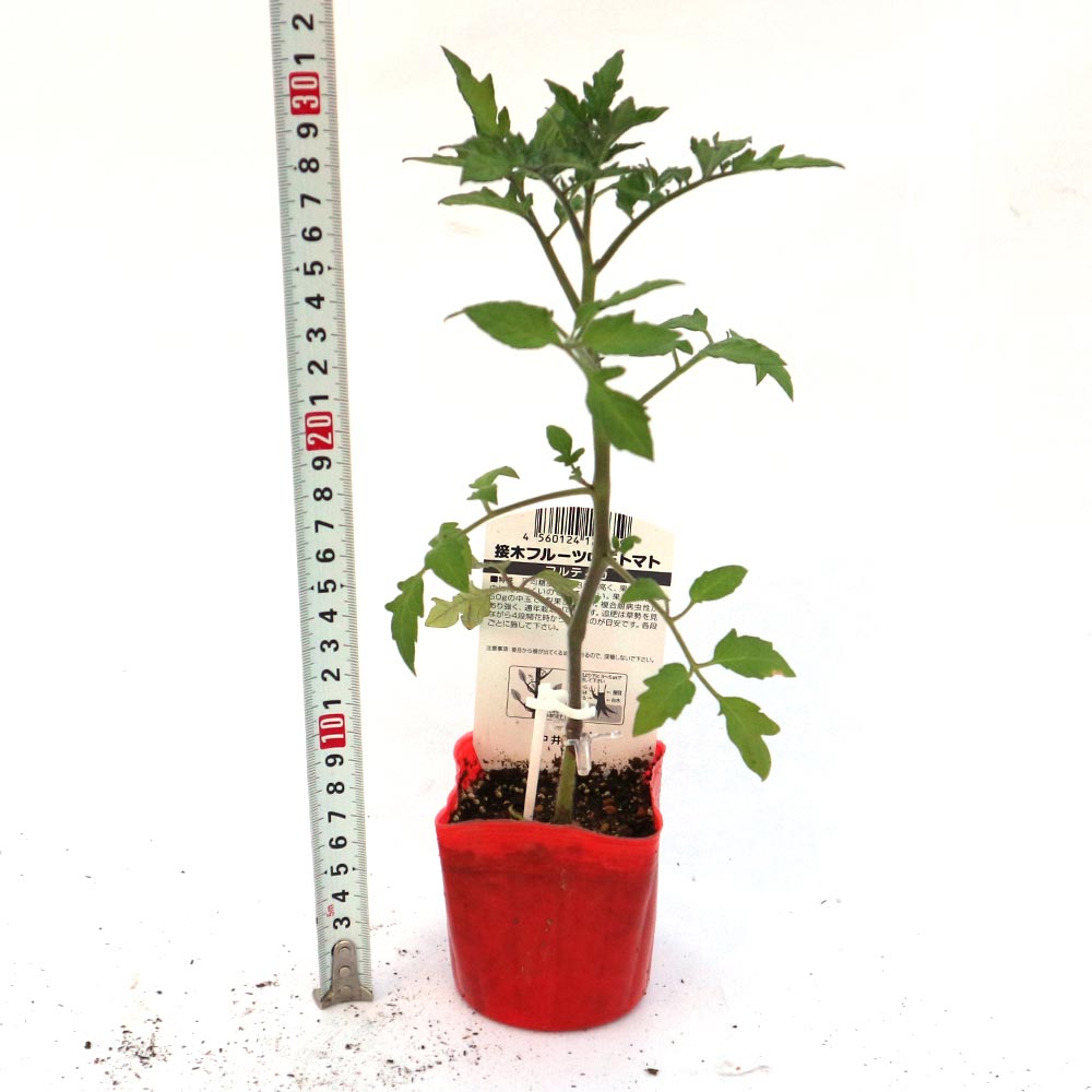 フルティカ・フルーツトマト 接ぎ木苗(中玉トマト)2個～【野菜 接木苗9cmポット】