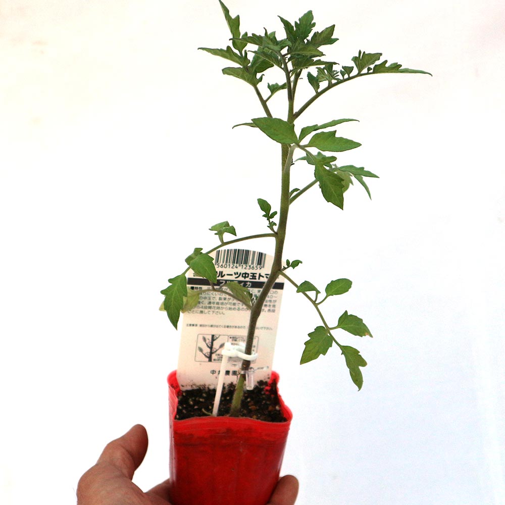 フルティカ・フルーツトマト 接ぎ木苗(中玉トマト)2個～【野菜 接木苗9cmポット】